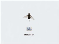 藏品(雙翅目)的圖片